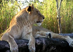 Her Majesty: The Lioness