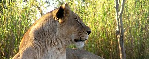 Her Majesty: The Lioness v.2
