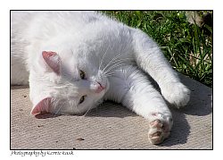 Lazy Day Cat