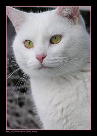 Mr. Cat Portrait 2