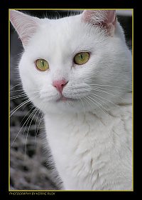 Mr. Cat Portrait