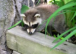 Baby Raccoon