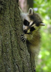 Baby Raccoon 2
