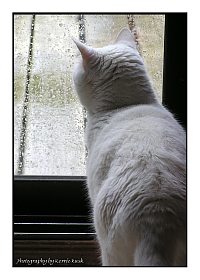 Rainy Day Blues