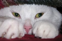 Snug as a Bug