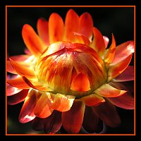 Sunburst: Strawflower photo