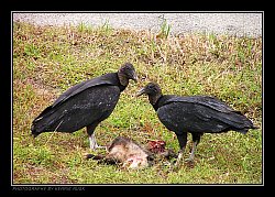 Dinner Mates
